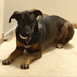 Meet your Posher, Amber